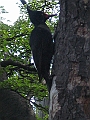 Patagonie 132